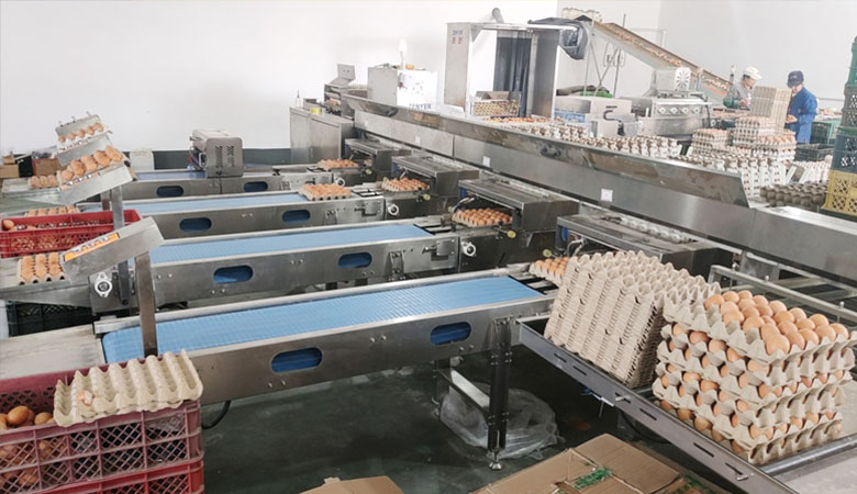 好星來自動化蛋品集蛋清洗分揀流水線