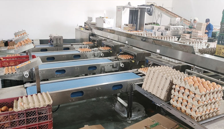 好星來自動化蛋品集蛋清洗分揀流水線
